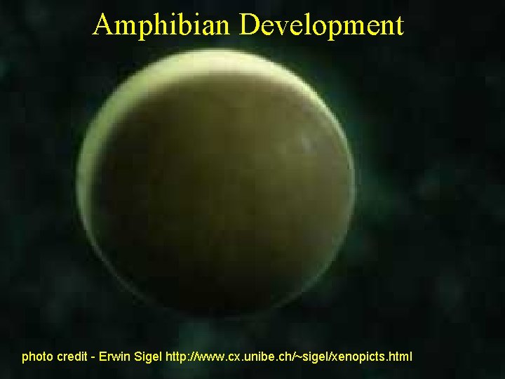 Amphibian Development photo credit - Erwin Sigel http: //www. cx. unibe. ch/~sigel/xenopicts. html 