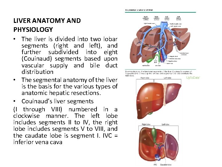 LIVER ANATOMY AND PHYSIOLOGY • The liver is divided into two lobar segments (right