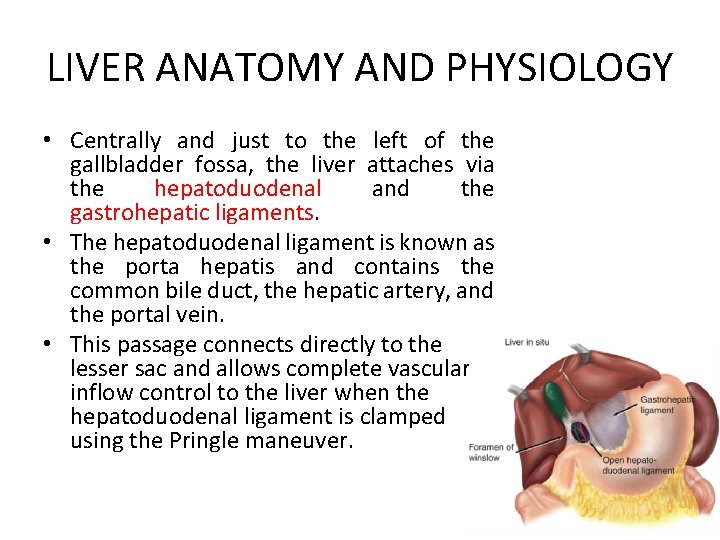 LIVER ANATOMY AND PHYSIOLOGY • Centrally and just to the left of the gallbladder