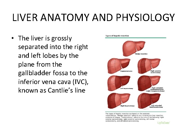 LIVER ANATOMY AND PHYSIOLOGY • The liver is grossly separated into the right and