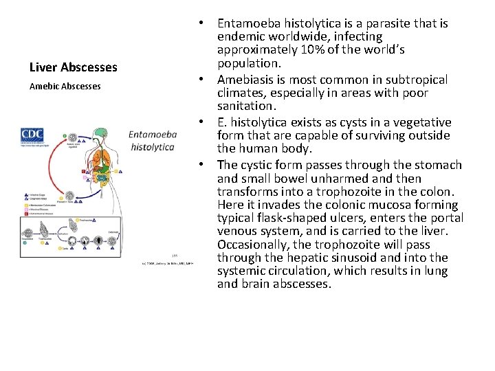 Liver Abscesses Amebic Abscesses • Entamoeba histolytica is a parasite that is endemic worldwide,