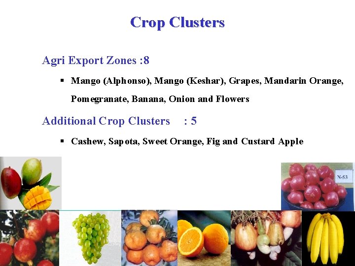 Crop Clusters Agri Export Zones : 8 § Mango (Alphonso), Mango (Keshar), Grapes, Mandarin