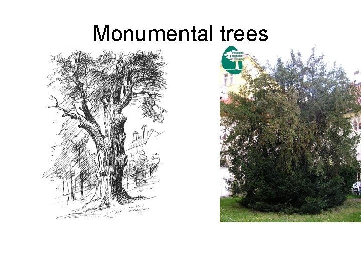 Monumental trees 