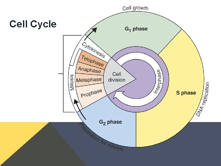 Cell Cycle Cell Cycle