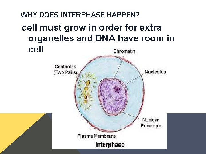 WHY DOES INTERPHASE HAPPEN? cell must grow in order for extra organelles and DNA WHY DOES INTERPHASE HAPPEN? cell must grow in order for extra organelles and DNA