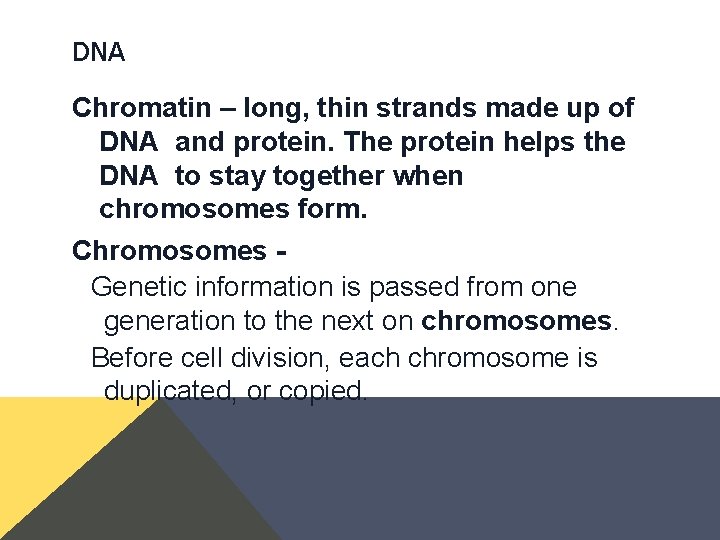 DNA Chromatin – long, thin strands made up of DNA and protein. The protein DNA Chromatin – long, thin strands made up of DNA and protein. The protein