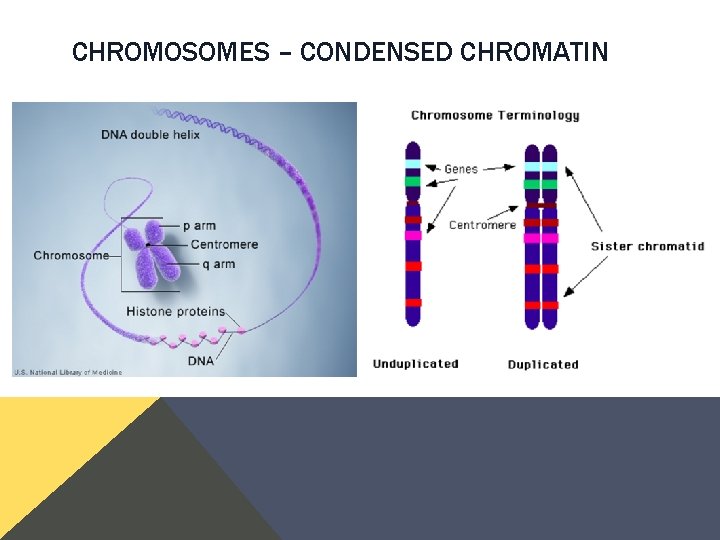 CHROMOSOMES – CONDENSED CHROMATIN CHROMOSOMES – CONDENSED CHROMATIN