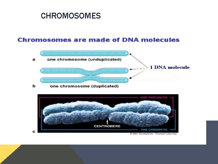 CHROMOSOMES CHROMOSOMES