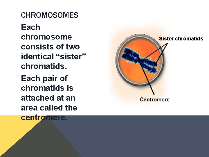 CHROMOSOMES Each chromosome consists of two identical “sister” chromatids. Each pair of chromatids is CHROMOSOMES Each chromosome consists of two identical “sister” chromatids. Each pair of chromatids is