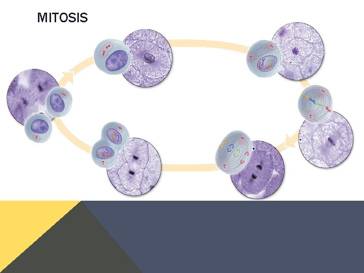 MITOSIS MITOSIS