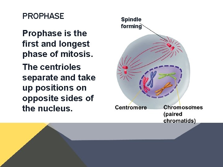 PROPHASE Prophase is the first and longest phase of mitosis. The centrioles separate and PROPHASE Prophase is the first and longest phase of mitosis. The centrioles separate and