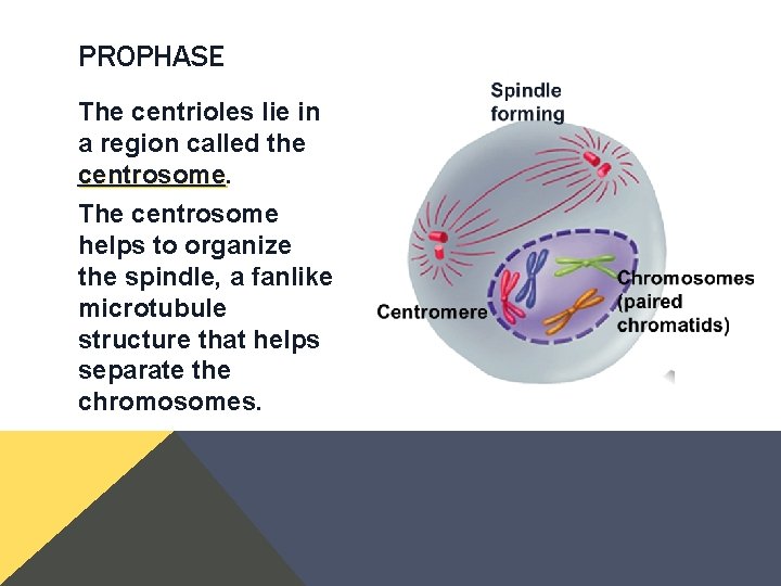 PROPHASE The centrioles lie in a region called the centrosome The centrosome helps to PROPHASE The centrioles lie in a region called the centrosome The centrosome helps to
