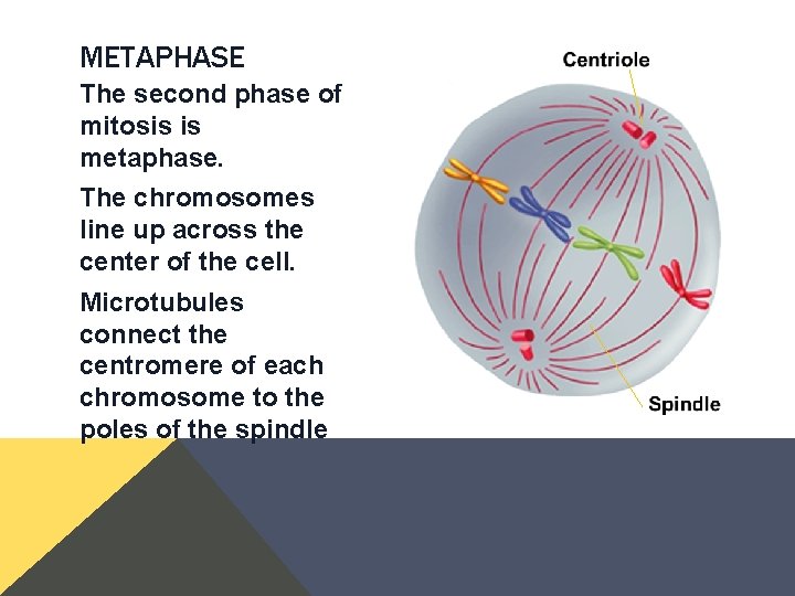 METAPHASE The second phase of mitosis is metaphase. The chromosomes line up across the METAPHASE The second phase of mitosis is metaphase. The chromosomes line up across the