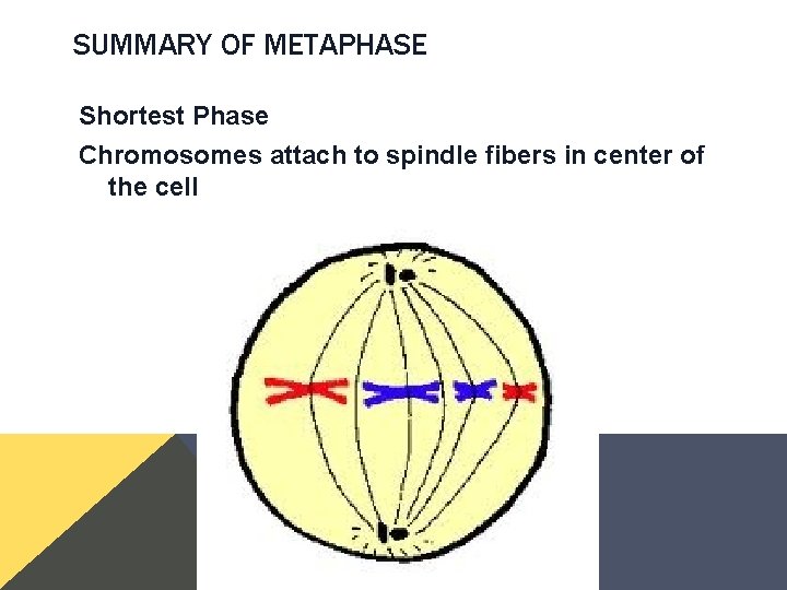 SUMMARY OF METAPHASE Shortest Phase Chromosomes attach to spindle fibers in center of the SUMMARY OF METAPHASE Shortest Phase Chromosomes attach to spindle fibers in center of the