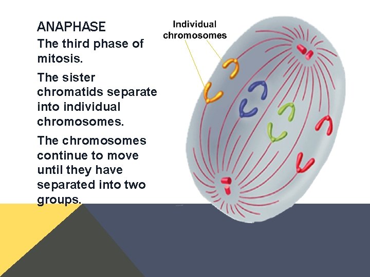 ANAPHASE The third phase of mitosis. The sister chromatids separate into individual chromosomes. The ANAPHASE The third phase of mitosis. The sister chromatids separate into individual chromosomes. The