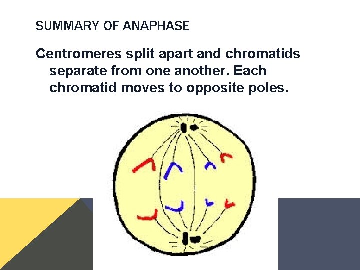 SUMMARY OF ANAPHASE Centromeres split apart and chromatids separate from one another. Each chromatid SUMMARY OF ANAPHASE Centromeres split apart and chromatids separate from one another. Each chromatid