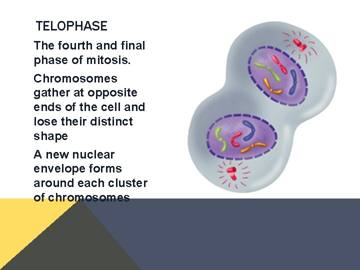 TELOPHASE The fourth and final phase of mitosis. Chromosomes gather at opposite ends of TELOPHASE The fourth and final phase of mitosis. Chromosomes gather at opposite ends of