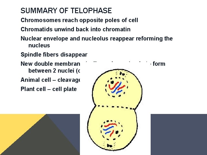 SUMMARY OF TELOPHASE Chromosomes reach opposite poles of cell Chromatids unwind back into chromatin SUMMARY OF TELOPHASE Chromosomes reach opposite poles of cell Chromatids unwind back into chromatin