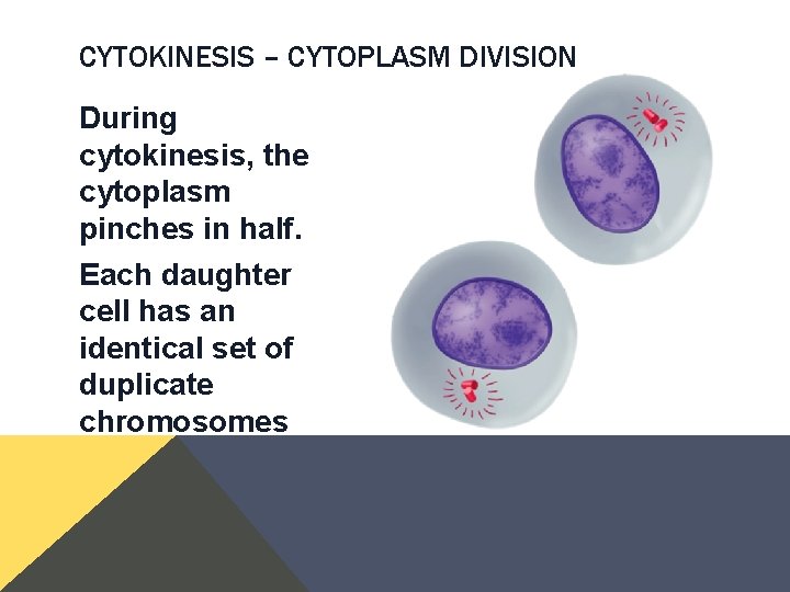 CYTOKINESIS – CYTOPLASM DIVISION During cytokinesis, the cytoplasm pinches in half. Each daughter cell CYTOKINESIS – CYTOPLASM DIVISION During cytokinesis, the cytoplasm pinches in half. Each daughter cell