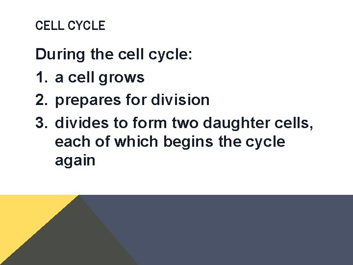CELL CYCLE During the cell cycle: 1. a cell grows 2. prepares for division CELL CYCLE During the cell cycle: 1. a cell grows 2. prepares for division
