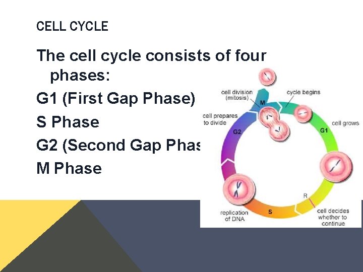 CELL CYCLE The cell cycle consists of four phases: G 1 (First Gap Phase) CELL CYCLE The cell cycle consists of four phases: G 1 (First Gap Phase)