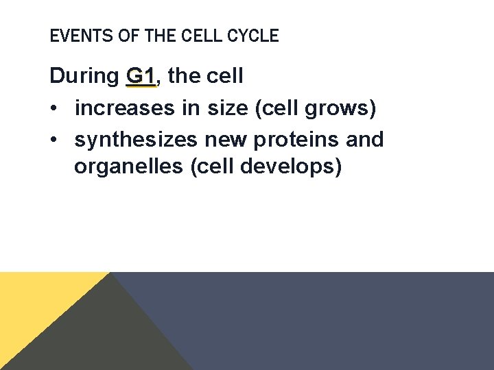 EVENTS OF THE CELL CYCLE During G 1, G 1 the cell • increases EVENTS OF THE CELL CYCLE During G 1, G 1 the cell • increases