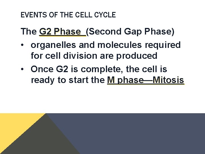 EVENTS OF THE CELL CYCLE The G 2 Phase (Second Gap Phase) • organelles EVENTS OF THE CELL CYCLE The G 2 Phase (Second Gap Phase) • organelles