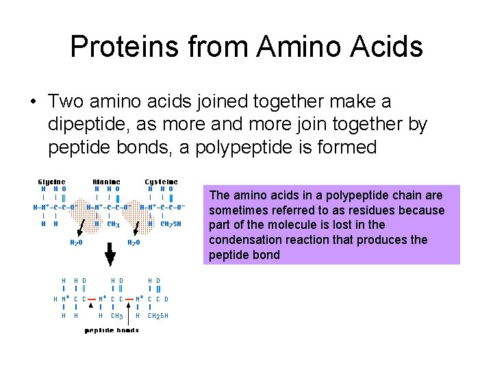 Proteins from Amino Acids • Two amino acids joined together make a dipeptide, as