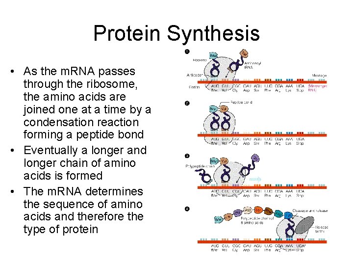 Protein Synthesis • As the m. RNA passes through the ribosome, the amino acids