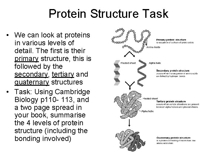 Protein Structure Task • We can look at proteins in various levels of detail.