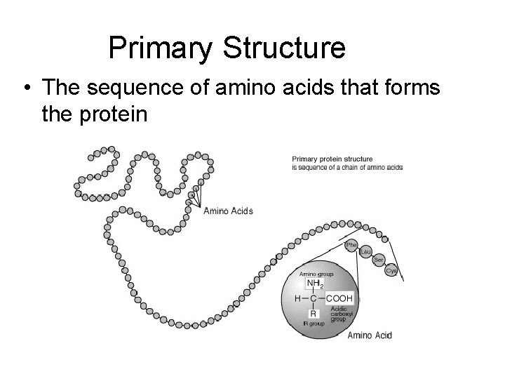 Primary Structure • The sequence of amino acids that forms the protein 