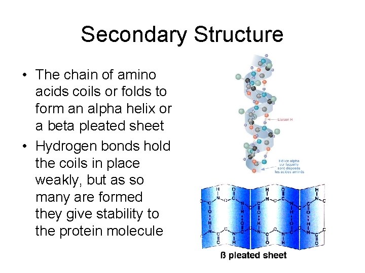 Secondary Structure • The chain of amino acids coils or folds to form an