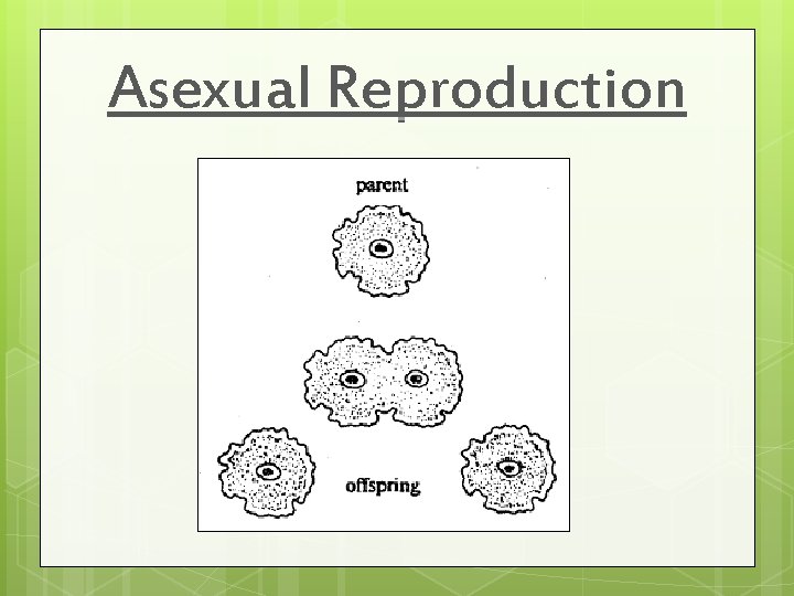 Asexual Reproduction 