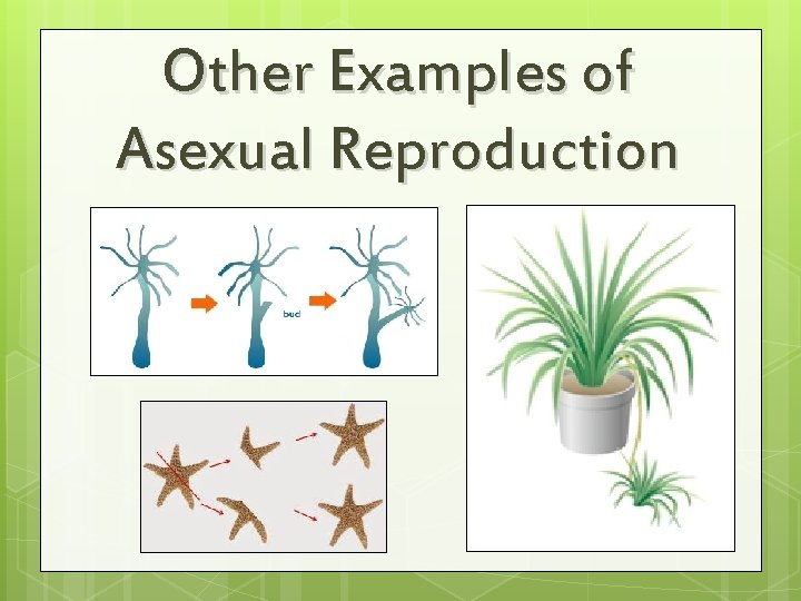 Other Examples of Asexual Reproduction 