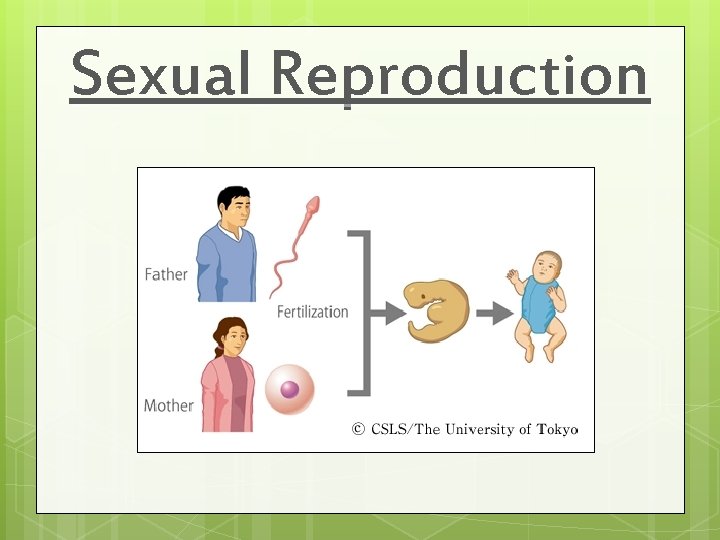 Sexual Reproduction 