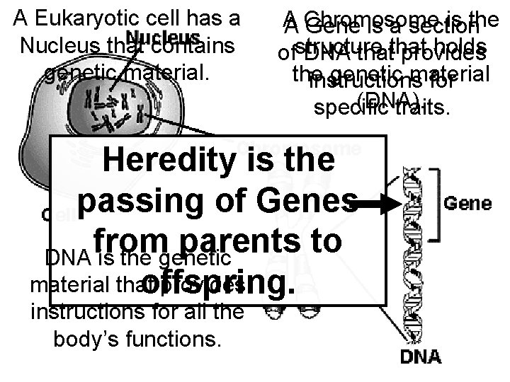 A Eukaryotic cell has a Nucleus that contains genetic material. A is the A