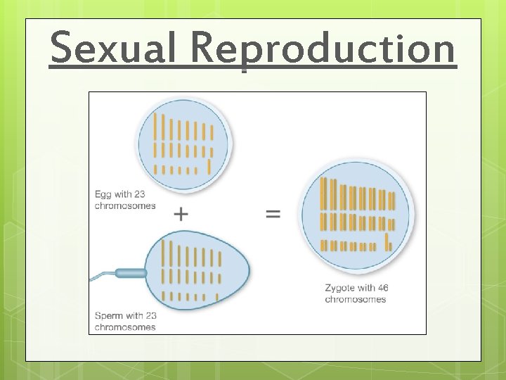 Sexual Reproduction Sexual Reproduction