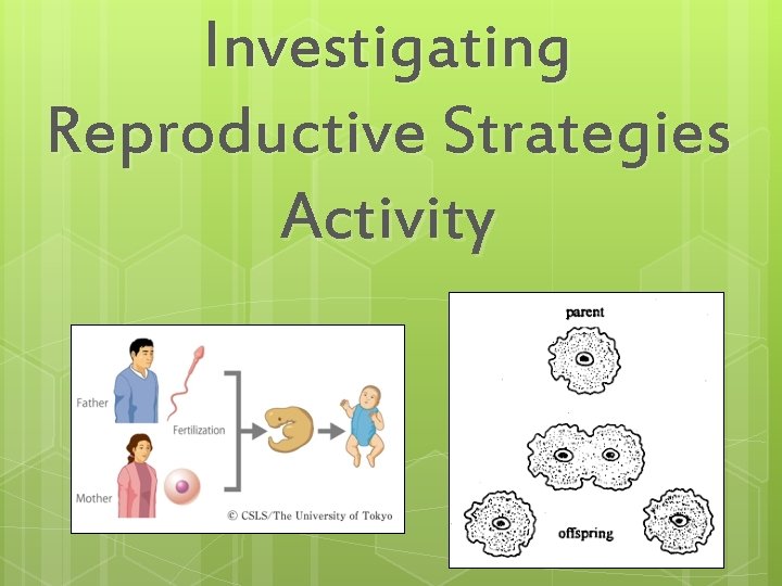 Investigating Reproductive Strategies Activity 