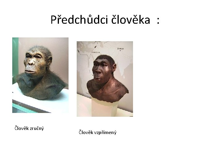 Předchůdci člověka : Člověk zručný Člověk vzpřímený 