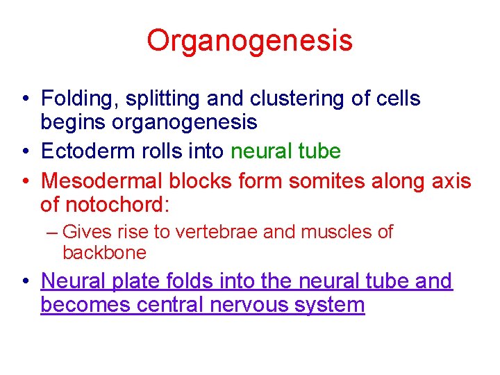 Organogenesis • Folding, splitting and clustering of cells begins organogenesis • Ectoderm rolls into