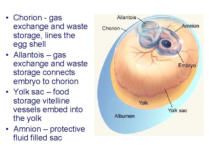  • Chorion - gas exchange and waste storage, lines the egg shell •