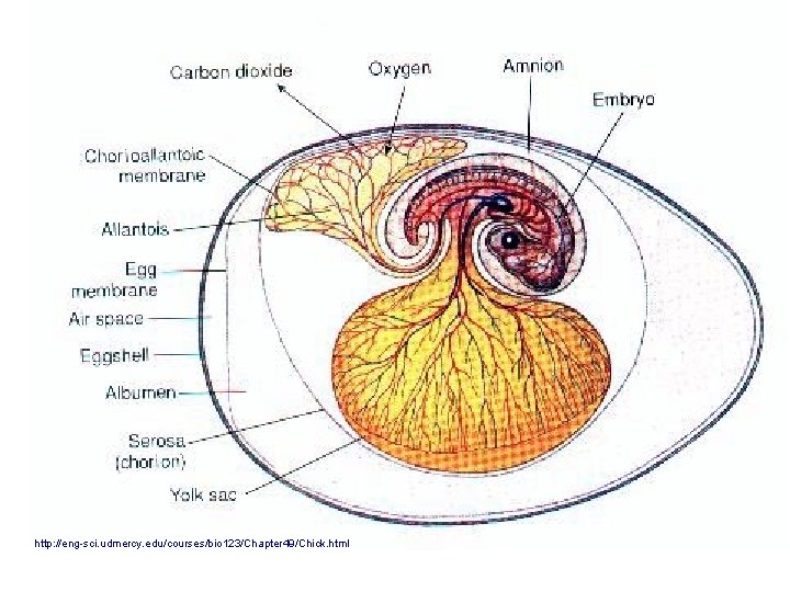 http: //eng-sci. udmercy. edu/courses/bio 123/Chapter 49/Chick. html 