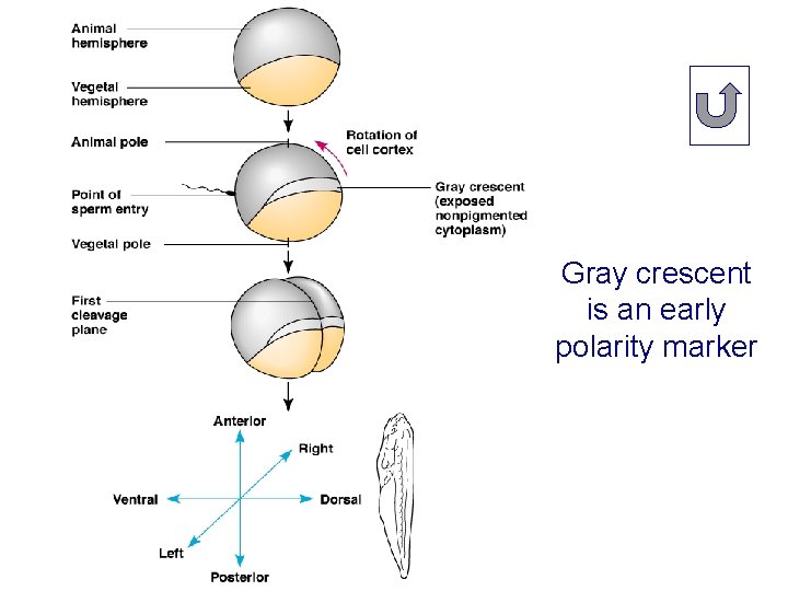 Gray crescent is an early polarity marker 