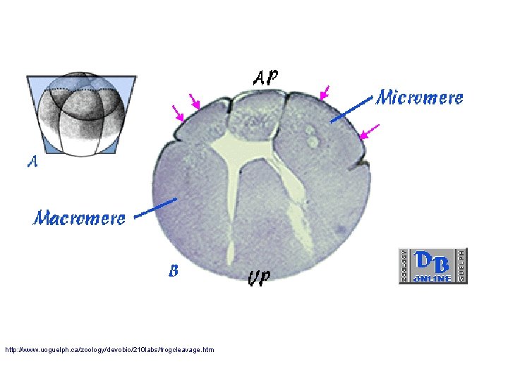http: //www. uoguelph. ca/zoology/devobio/210 labs/frogcleavage. htm 