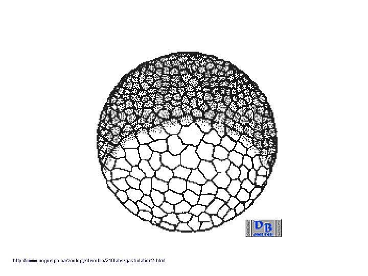 http: //www. uoguelph. ca/zoology/devobio/210 labs/gastrulation 2. html 