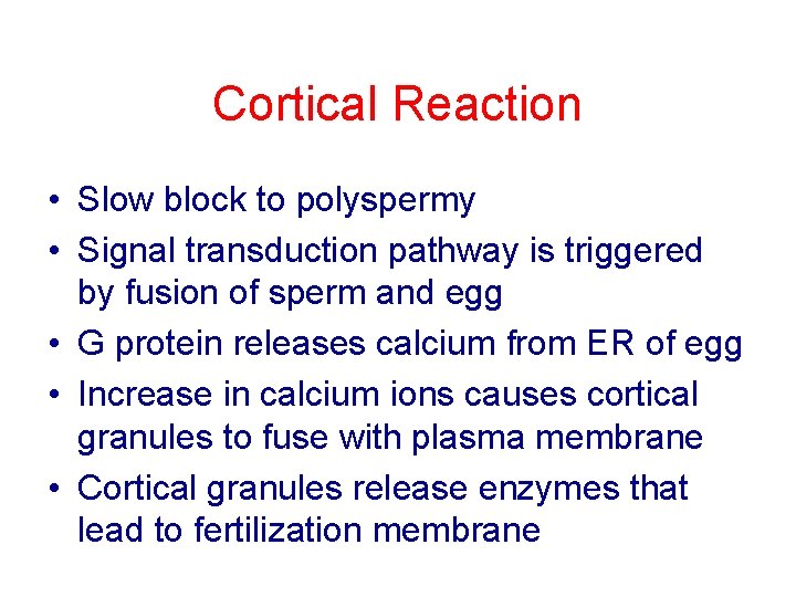 Cortical Reaction • Slow block to polyspermy • Signal transduction pathway is triggered by