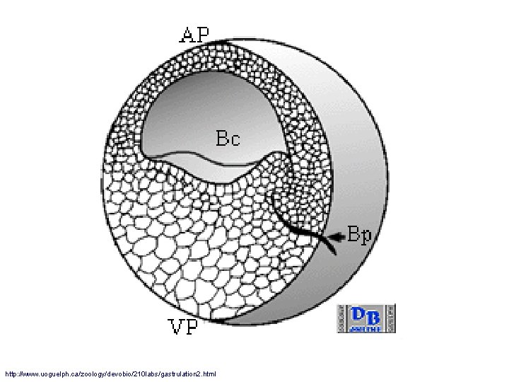 http: //www. uoguelph. ca/zoology/devobio/210 labs/gastrulation 2. html 