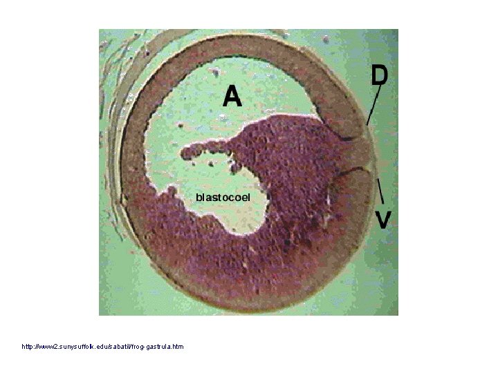 http: //www 2. sunysuffolk. edu/sabatil/frog-gastrula. htm 