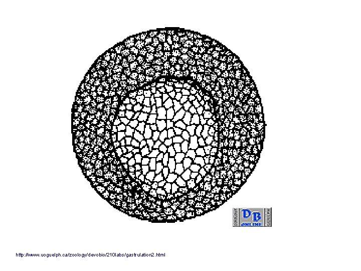 http: //www. uoguelph. ca/zoology/devobio/210 labs/gastrulation 2. html 