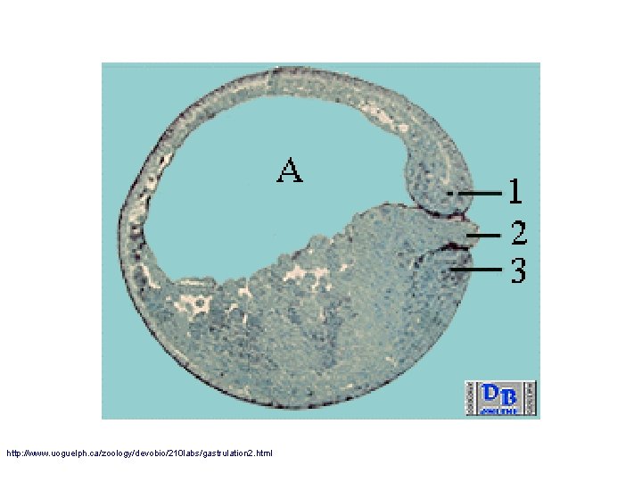 http: //www. uoguelph. ca/zoology/devobio/210 labs/gastrulation 2. html 